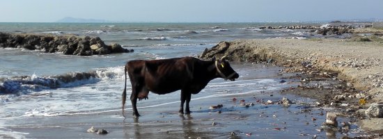 Picture of a cow standing on the beach